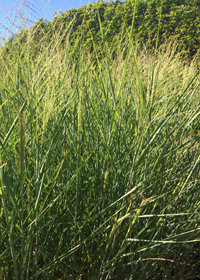 Panicum virgatum 'Cloud Nine'
